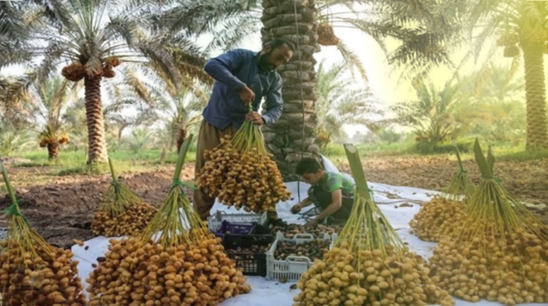 AL-ANSAB AGRICULTURAL LAND